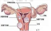 子宮肌瘤怎么來(lái)的？